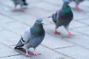 Close-up of the pigeon's head. A beautiful pigeon with a bright orange eye.