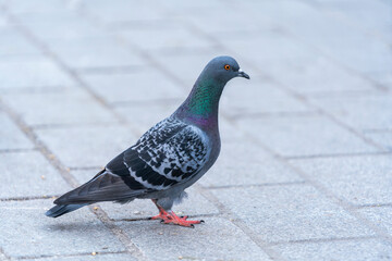 Close-up of the pigeon's head. A beautiful pigeon with a bright orange eye.