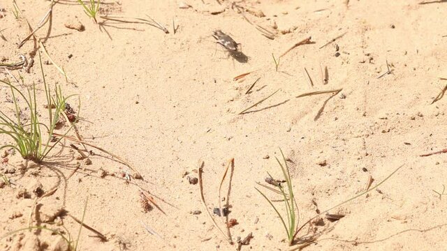 Small Tiger beetle running on a hot sand on a sunny summer day in Estonia. 