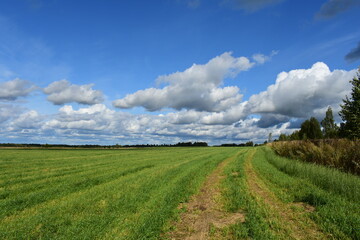 landscape with a field
