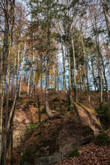 A high tree growing on a huge rock