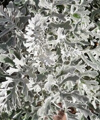 silver plant, white leaf, nature, senecio cineraria, silver powder,