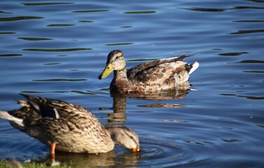 Ducks in the water at the park