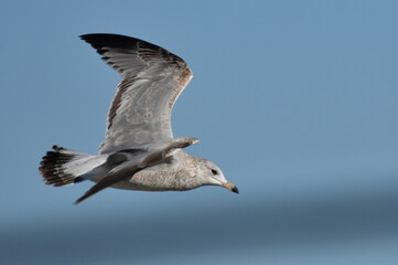 Seagull in flight