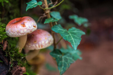 A bunch of mushrooms on an old dead tree trunk