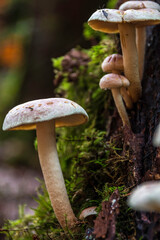 A bunch of mushrooms on an old dead tree trunk
