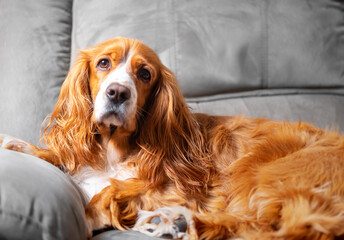 Cute cocker spaniel dog pet inside a family house