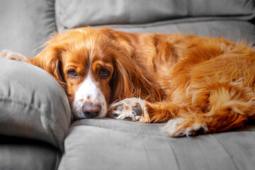 Cute cocker spaniel dog pet inside a family house