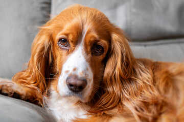 Cute cocker spaniel dog pet inside a family house