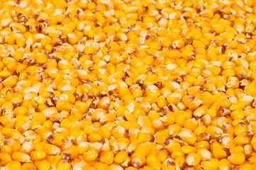 Textured background of yellow corn kernels. The concept of the design element