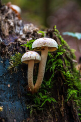 A bunch of mushrooms on an old dead tree trunk