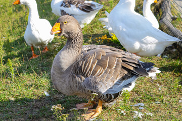 Close-up of a large gray goose. Poultry.