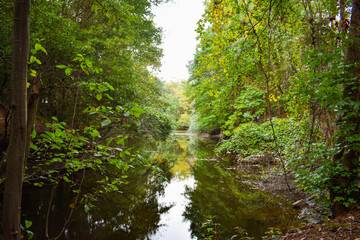 Río en la mitad de un bosque