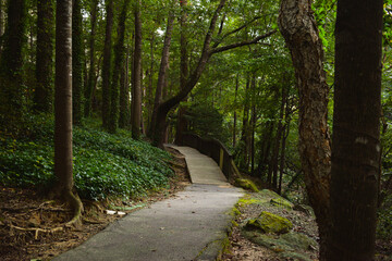 Camino en el bosque