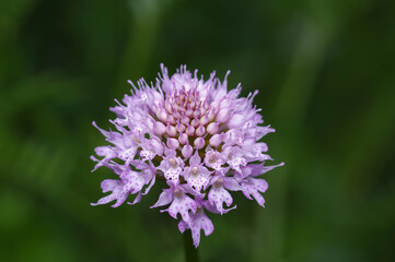 Traunsteinera, the round headed orchid, or globe orchid, is a genus of flowering plants from the...