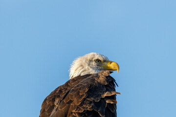 Close up of a perched Bald Eagle (Haliaeetus leucocephalus) looking for prey with blue sky background.
