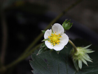 Strawberry flower