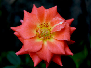 Red flower in the garden