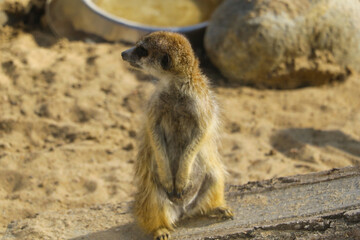 Fototapeta premium The meerkat sits on its hind legs in a tree.