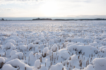 snowy white cereal field in Latvian countryside in winter