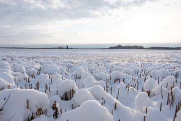 snowy white cereal field in Latvian countryside in winter