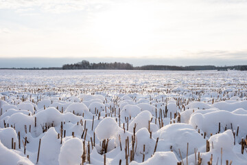 snowy white cereal field in Latvian countryside in winter