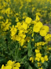 Obraz premium field of flowers