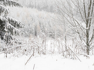 Snowy forest near of the ski resort at Pec pod Snezkou is one of the best-known mountain resorts in the Czech Republic.
