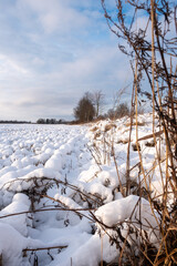 snowy white field in the Latvian countryside where you can see some trees without leaves