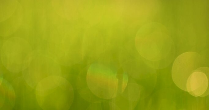 Defocused green bokeh, leaves or grass natural background.
