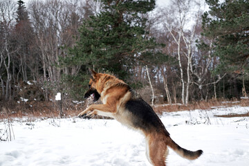 Artificial snowfall and happy dog on walk in frosty forest. Active games with dog in fresh air. German Shepherd black and red in snowy winter forest rejoices and catches snow with mouth.