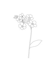 Hand drawn illustration of forget me not flower isolated on white background.  Flower with black outline, contour.