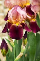 Fototapeta na wymiar Bicolor iris flower