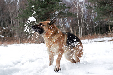 Artificial snowfall and happy dog on walk in frosty forest. Active games with dog in fresh air. German Shepherd black and red in snowy winter forest rejoices and catches snow with mouth.