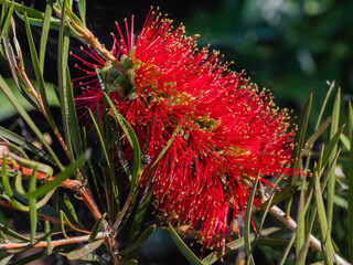 Nahaufnahme Zylinderputzer, Callistemon, rote Blüte, Myrtengewächse
