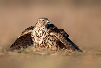 Northern goshawk ( Accipiter gentilis ) close up - young one