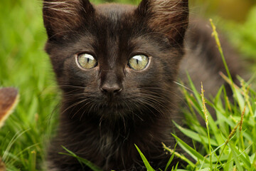 black cat on grass