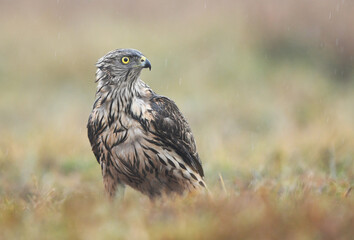 Northern goshawk ( Accipiter gentilis ) close up - young one