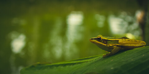 the frog is perched on a leaf near the pond
