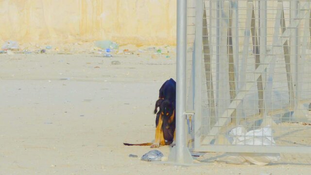 Close-up of stray dog lying down in sand in Riffa, Bahrain
