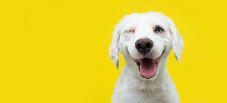 Happy dog puppy winking an eye and smiling  on colored yellow backgorund with closed eyes.