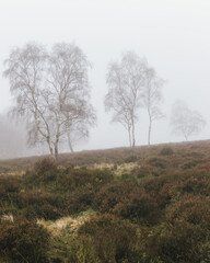 Fototapeta premium misty morning in the forest