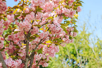 Fototapeta premium Pink cherry blossom in spring