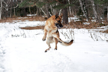 Active recreation and walks in park in nature with four legged human friend dog. German Shepherd black and red color jumps in snow in winter forest and enjoys life.