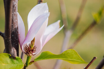 Magnolia flower