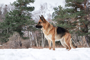 Charming purebred dog on background of green coniferous trees, horizontal picture. Beautiful young girl dog breed German Shepherd black and red color stands in winter snow forest and poses.