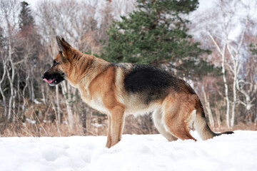 Charming purebred dog on background of green coniferous trees, horizontal picture. Beautiful young girl dog breed German Shepherd black and red color stands in winter snow forest and poses.