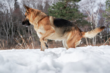 Charming purebred dog on background of green coniferous trees, horizontal picture. Beautiful young girl dog breed German Shepherd black and red color stands in winter snow forest and poses.