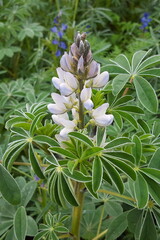 Obraz premium Weiße Lupine auf Feld mit Gründüngung