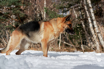 Charming purebred dog on background of green coniferous trees, horizontal picture. Beautiful young girl dog breed German Shepherd black and red color stands in winter snow forest and poses.